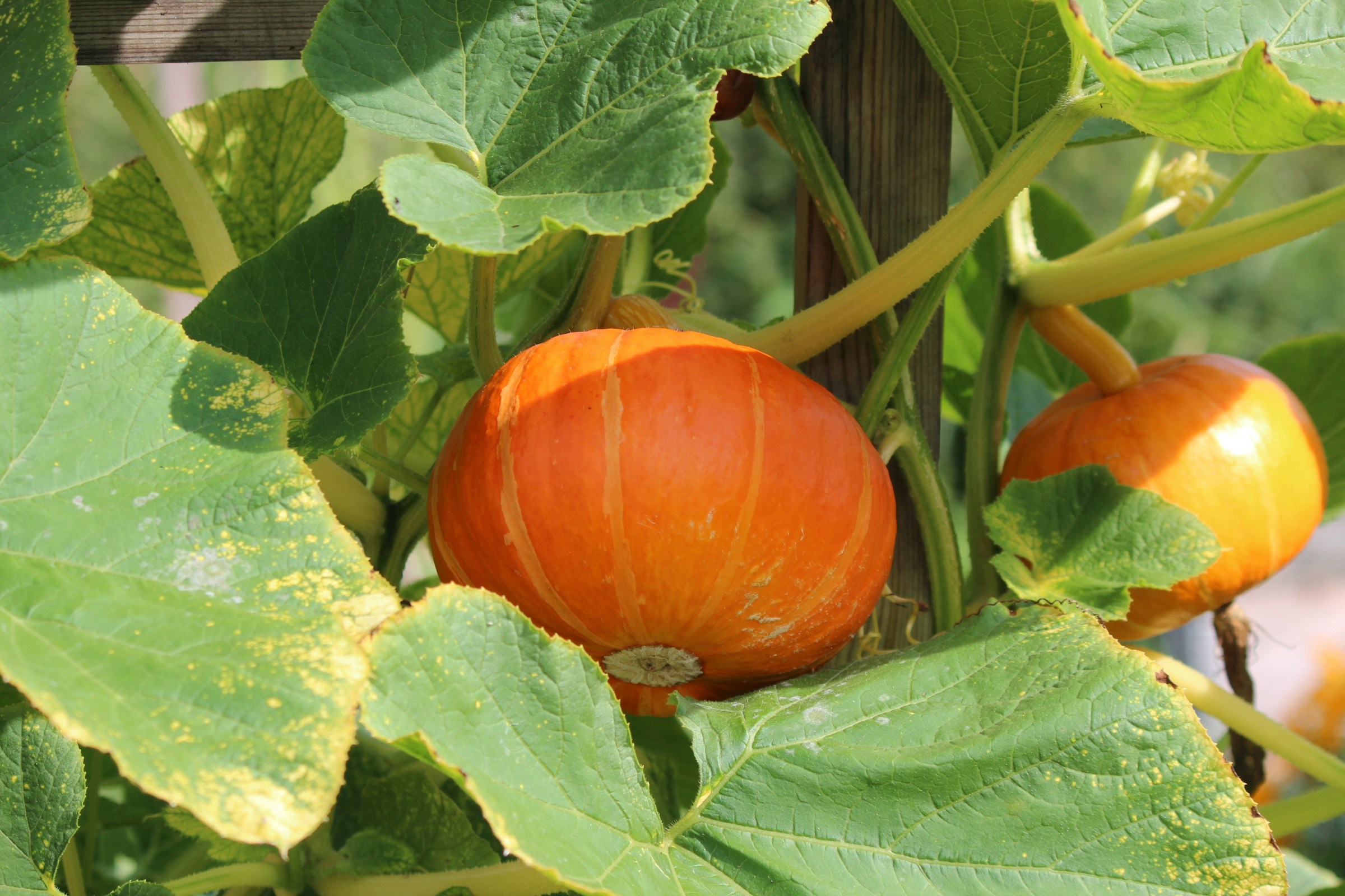 Gewindefittings im Garten: Tipps für eine langlebige Bewässerungsanlage